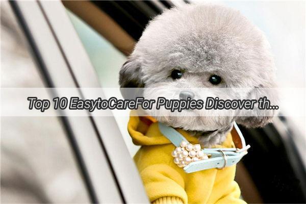 Top 10 EasytoCareFor Puppies Discover the Perfect Companions for Your Busy Life